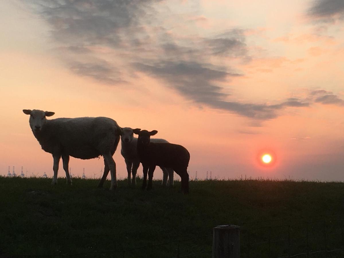 Annemaries Nordseehaus บุทยาดิงเงน ภายนอก รูปภาพ